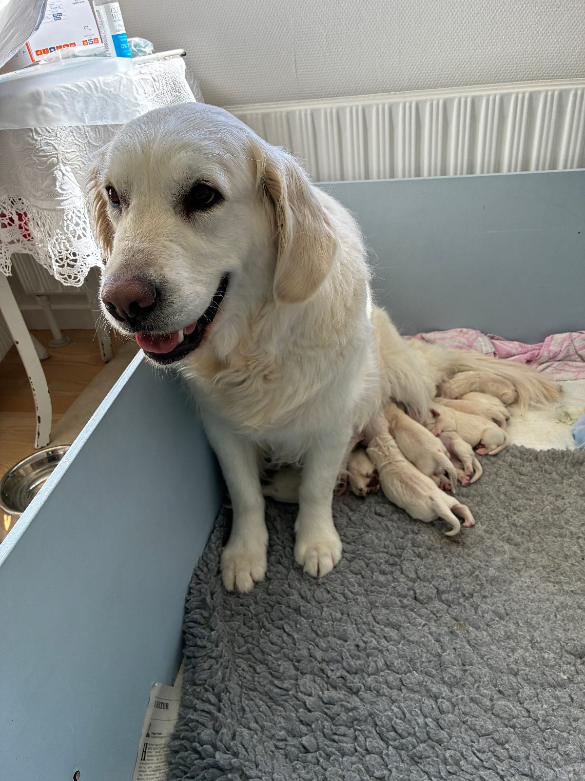 Sassibon Nova, golden retriever