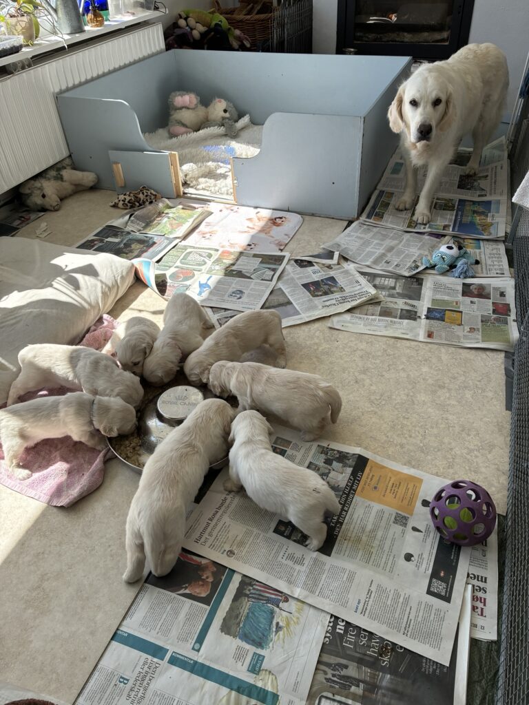 Så er der serveret hundemad til fællesspisning.
