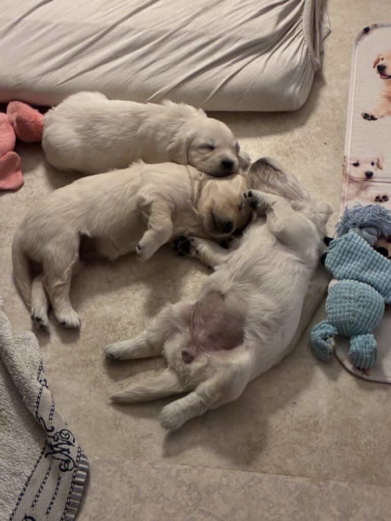 Man bliver aldrig træt af at se på de sovende hundebasser.